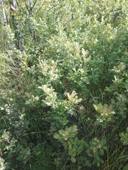 Salix aurita