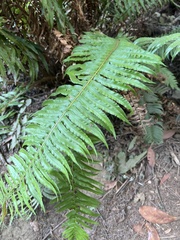 Polystichum munitum