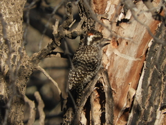 Dryobates mixtus