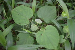 Clerodendrum infortunatum