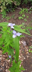 Tradescantia subaspera