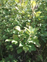 Salix aurita