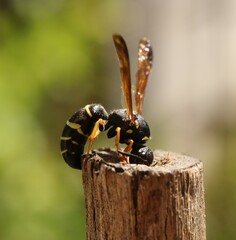 Gymnomerus laevipes