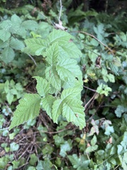 Rubus ursinus