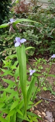 Tradescantia subaspera