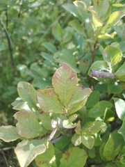 Salix aurita