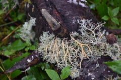 Sphaerophorus venerabilis