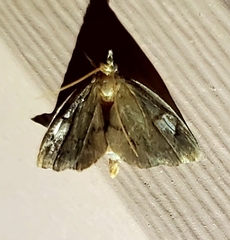 Perispasta caeculalis