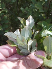 Salix aurita