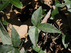 Tetrastigma formosanum