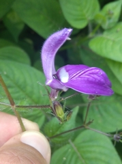 Brillantaisia lamium