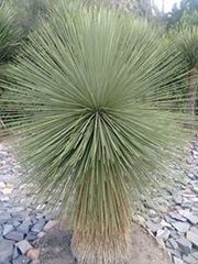Yucca queretaroensis