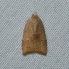 Coelostathma discopunctana