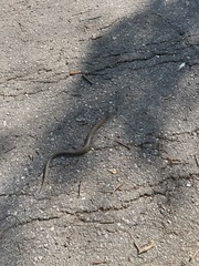 Ophisaurus ventralis
