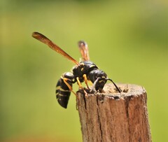 Gymnomerus laevipes