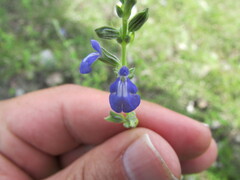Salvia