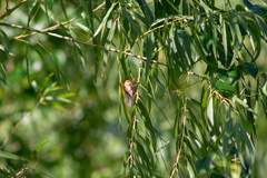 Megatibicen pronotalis