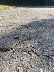 Ophisaurus ventralis