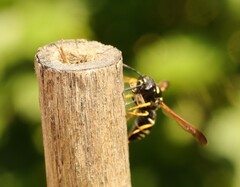 Gymnomerus laevipes