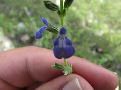 Salvia
