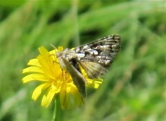 Syngrapha rectangula
