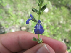Salvia