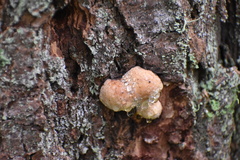 Fomitopsis pinicola