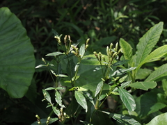 Lepidagathis formosensis