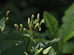 Lepidagathis formosensis