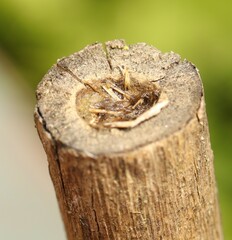 Gymnomerus laevipes