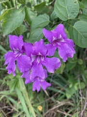 Fridericia
