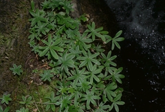 Alchemilla alpigena