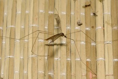Pseudolimnophila lucorum