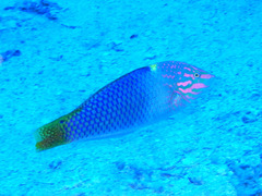 Halichoeres hortulanus