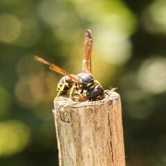Gymnomerus laevipes