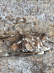 Beauveria bassiana