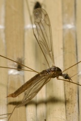 Pseudolimnophila lucorum