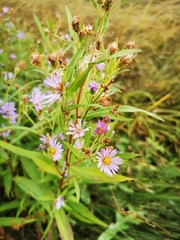 Symphyotrichum robynsianum
