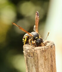 Gymnomerus laevipes