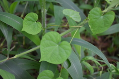 Ipomoea obscura