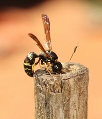 Gymnomerus laevipes