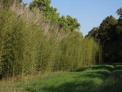 Phyllostachys aurea