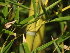 Phyllostachys aurea