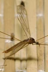 Pseudolimnophila lucorum