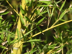 Phyllostachys aurea