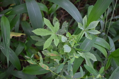 Hibiscus surattensis