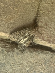 Noctuinae