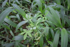 Hibiscus surattensis
