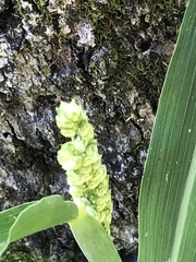 Sorghum bicolor