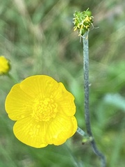 Ranunculus